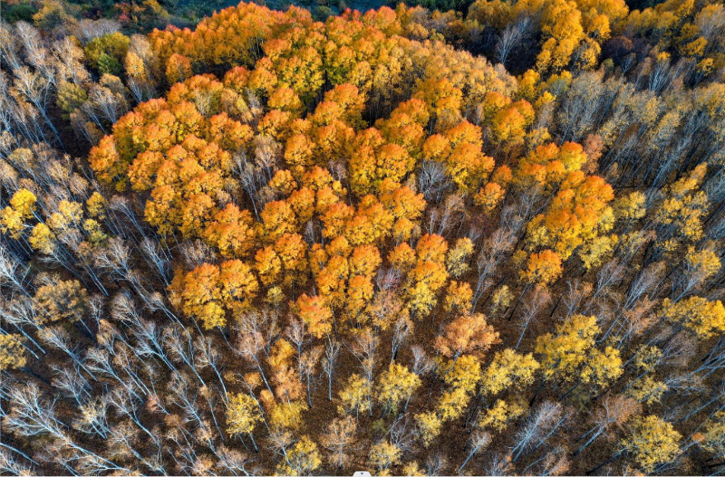 金色秋 0c11cecb2c0f43149e49c4cb012614e3.jpg