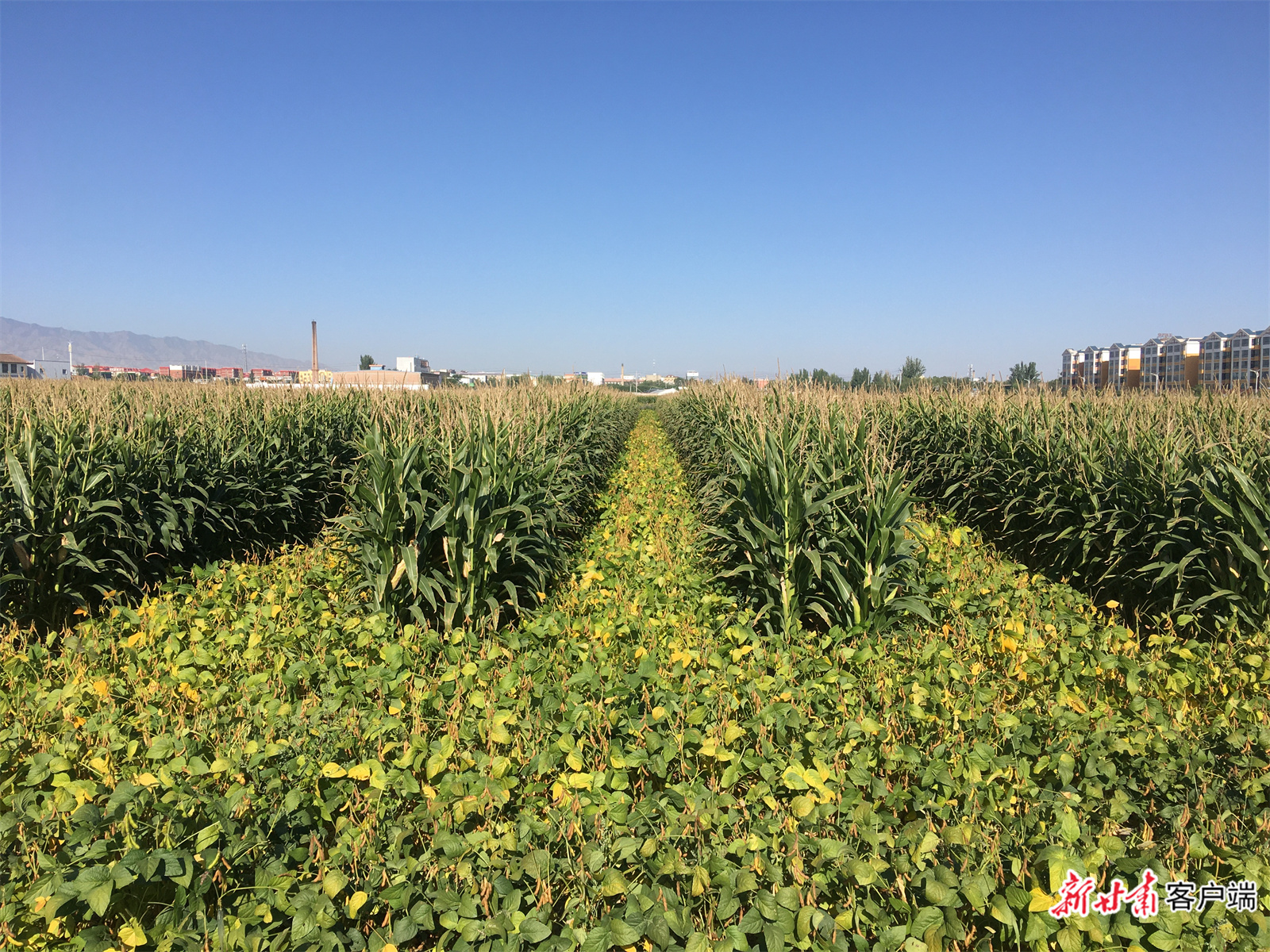 大豆玉米带状复合种植生产良好.jpg
